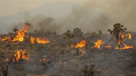 Iconic Joshua trees burned by massive York Fire in Mojave Desert